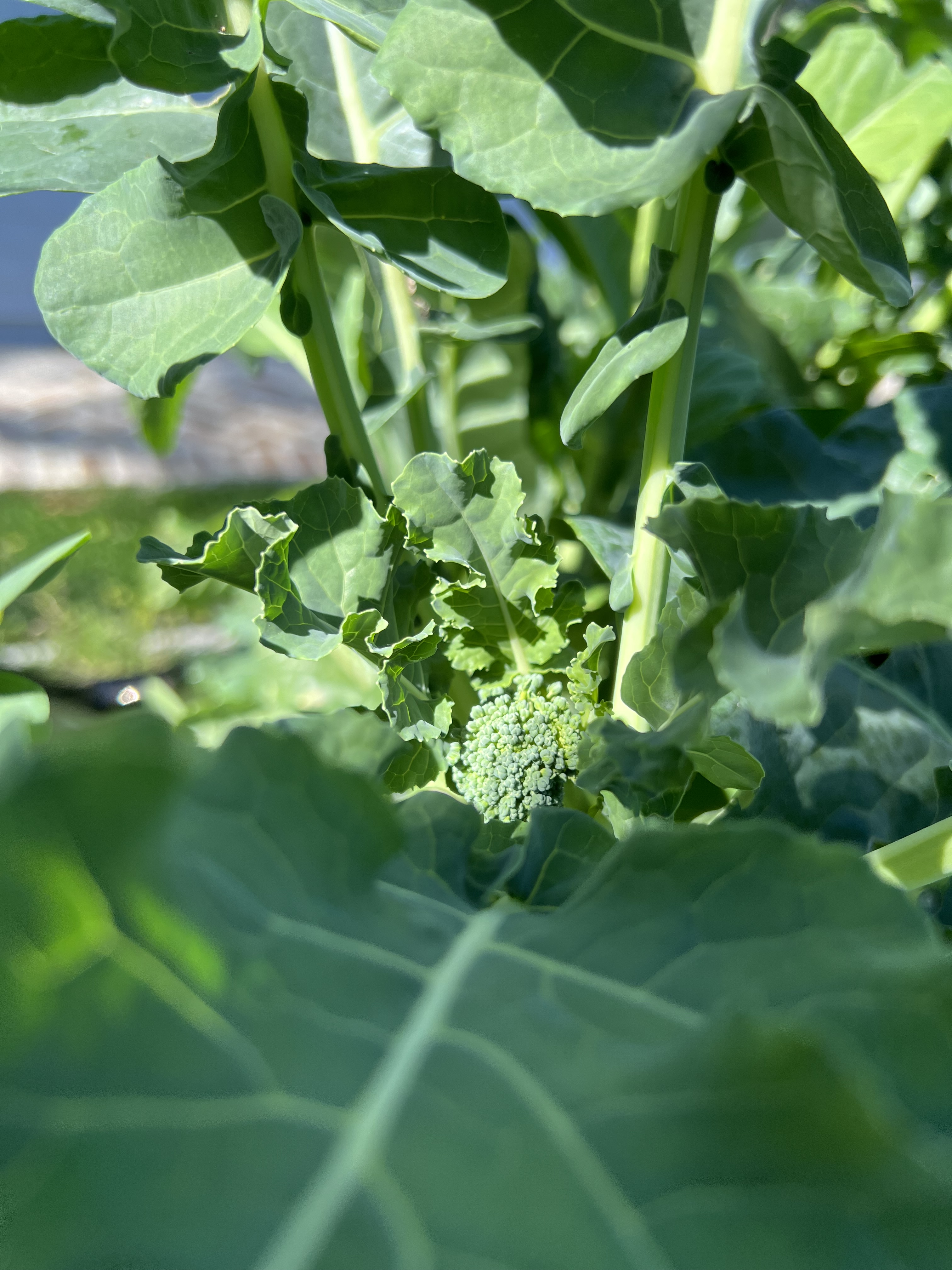 Seasonal Change – updating your kitchen garden in Autumn