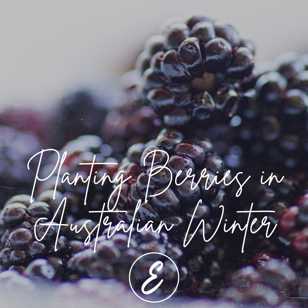 Planting Berries in Australian Winter: A Guide to Raspberries, Blackberries, and Strawberries