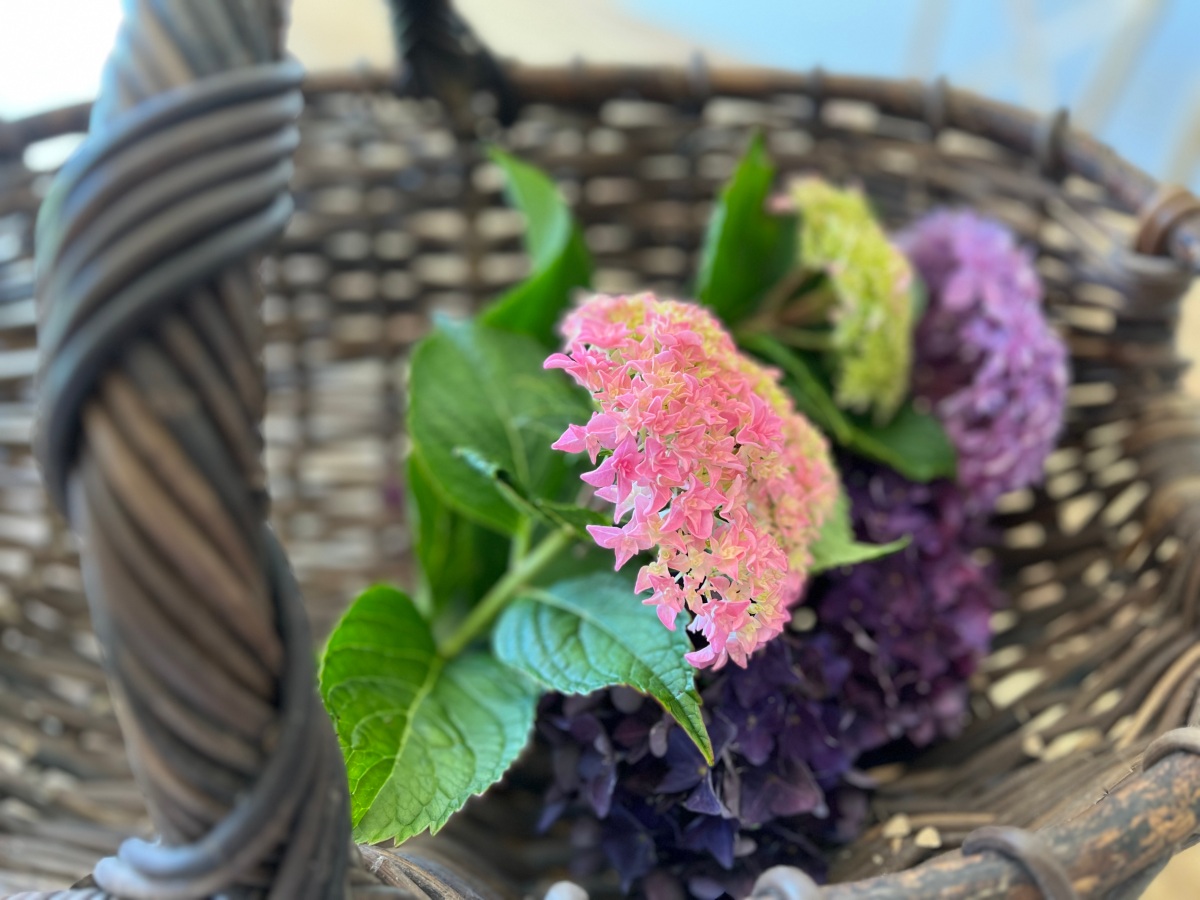 Winter Care for Hydrangeas: Keeping Your Garden Blooming