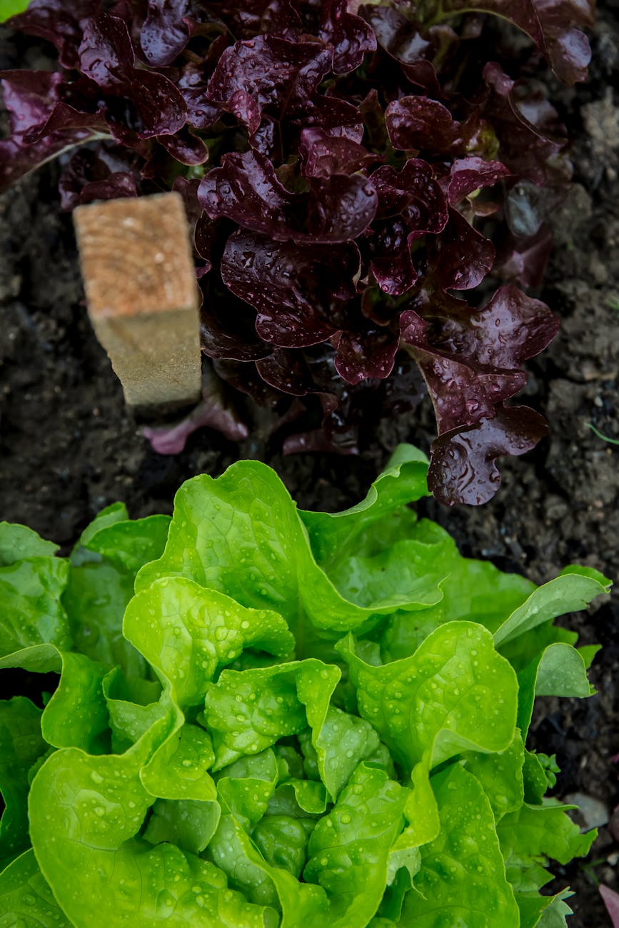 Growing Year-Round Spinach and Lettuce in Cool Climate Areas