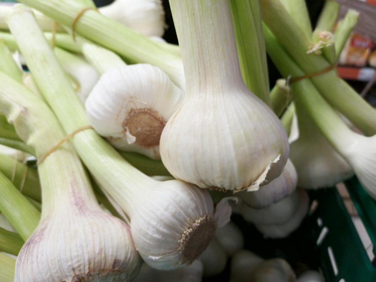 Garlic Planting Guide for Cool Climate Areas, NSW