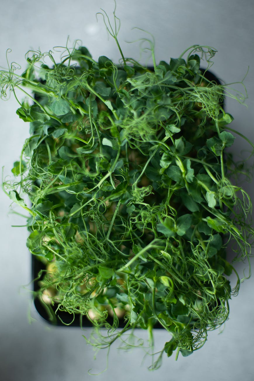 Boost Your Energy Levels with Microgreens