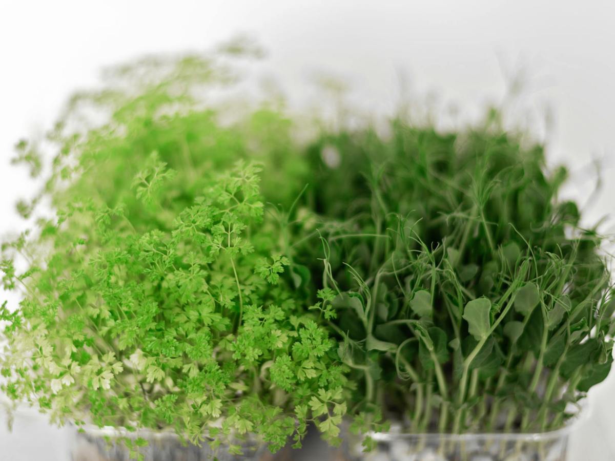 Microgreens: The Nutrient-Packed Superfood of the Future
