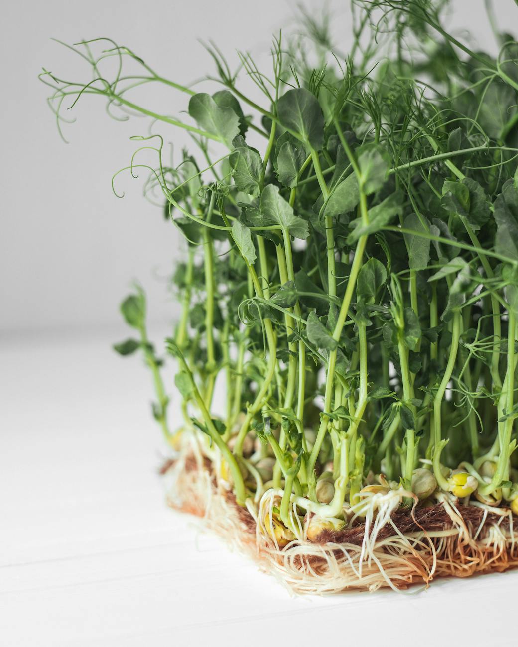 How to Grow Your Own Microgreens at Home