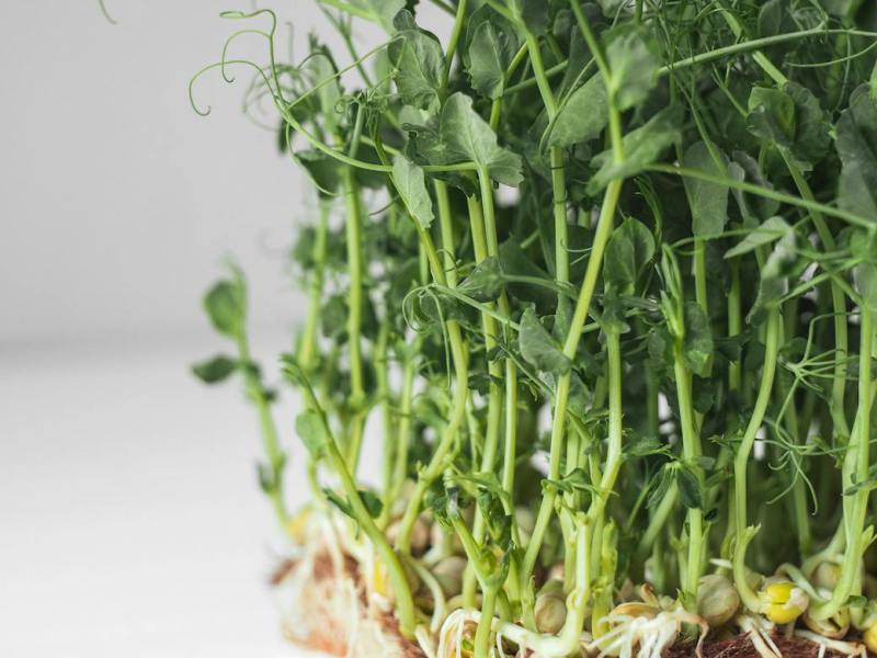 How to Grow Your Own Microgreens at Home