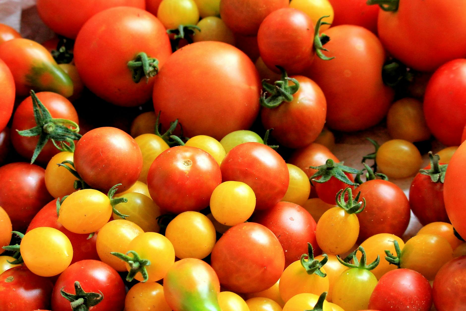 The Humble Yet Amazing Tomato: Realising the Health Benefits of This Fridge Staple