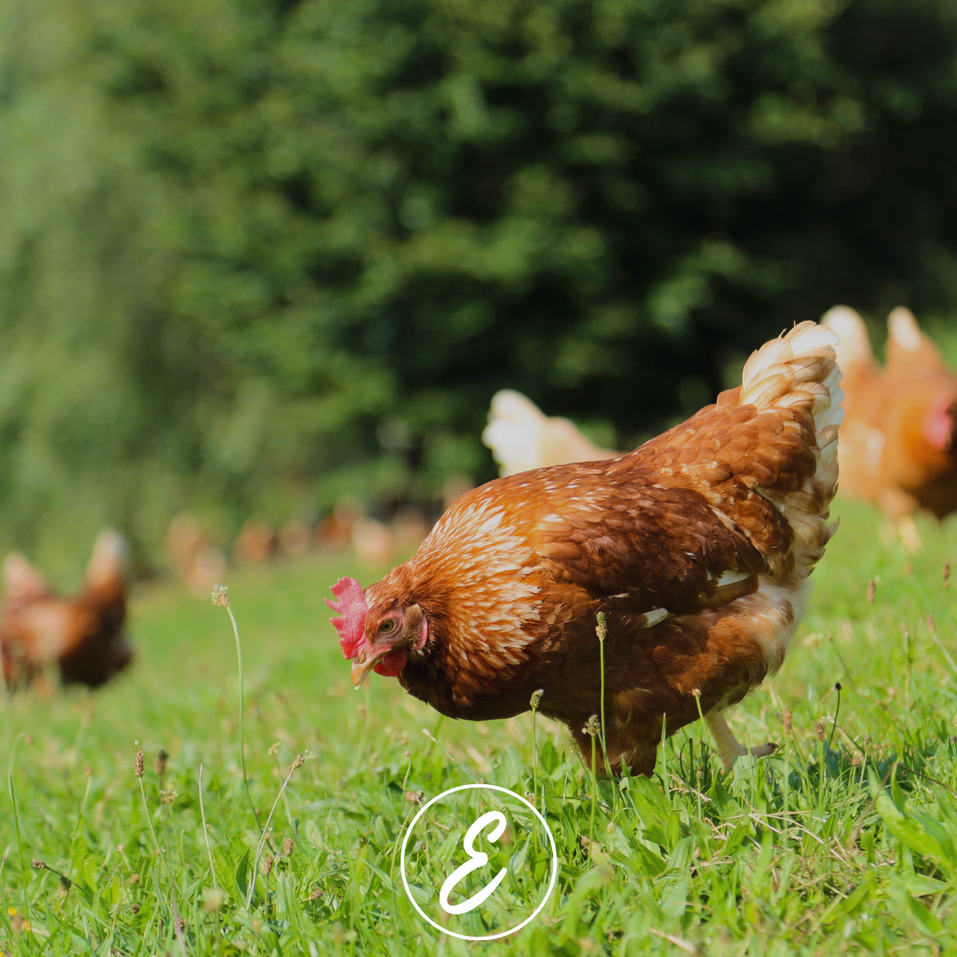 Organic vs Non-organic Meat: Nutritional Comparison and Health Benefits