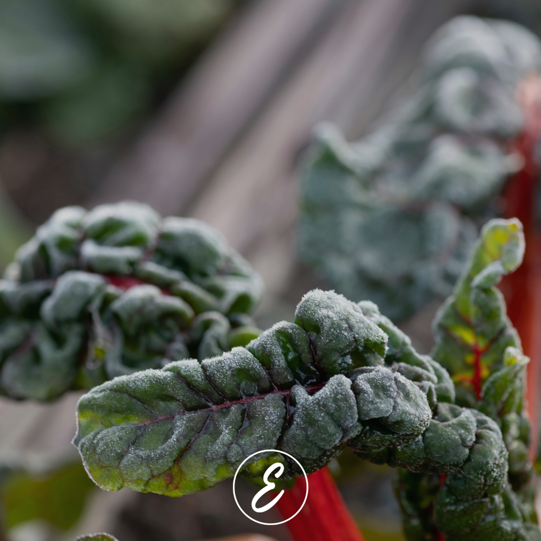 Preparing for a Successful Spring Kitchen Garden in a Cool, Non-Snow Climate