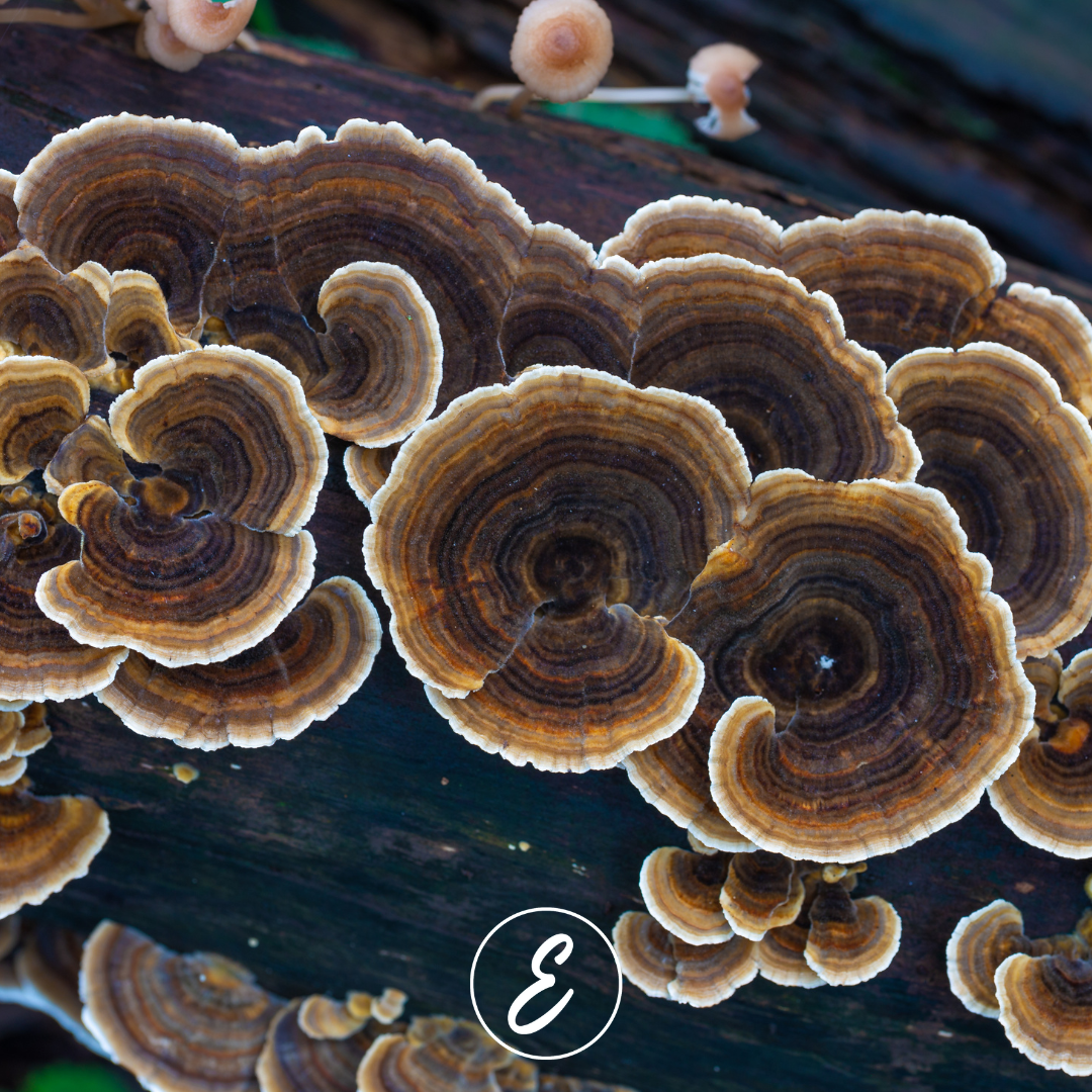 Turkey Tail Mushrooms: Boost Your Immunity Naturally