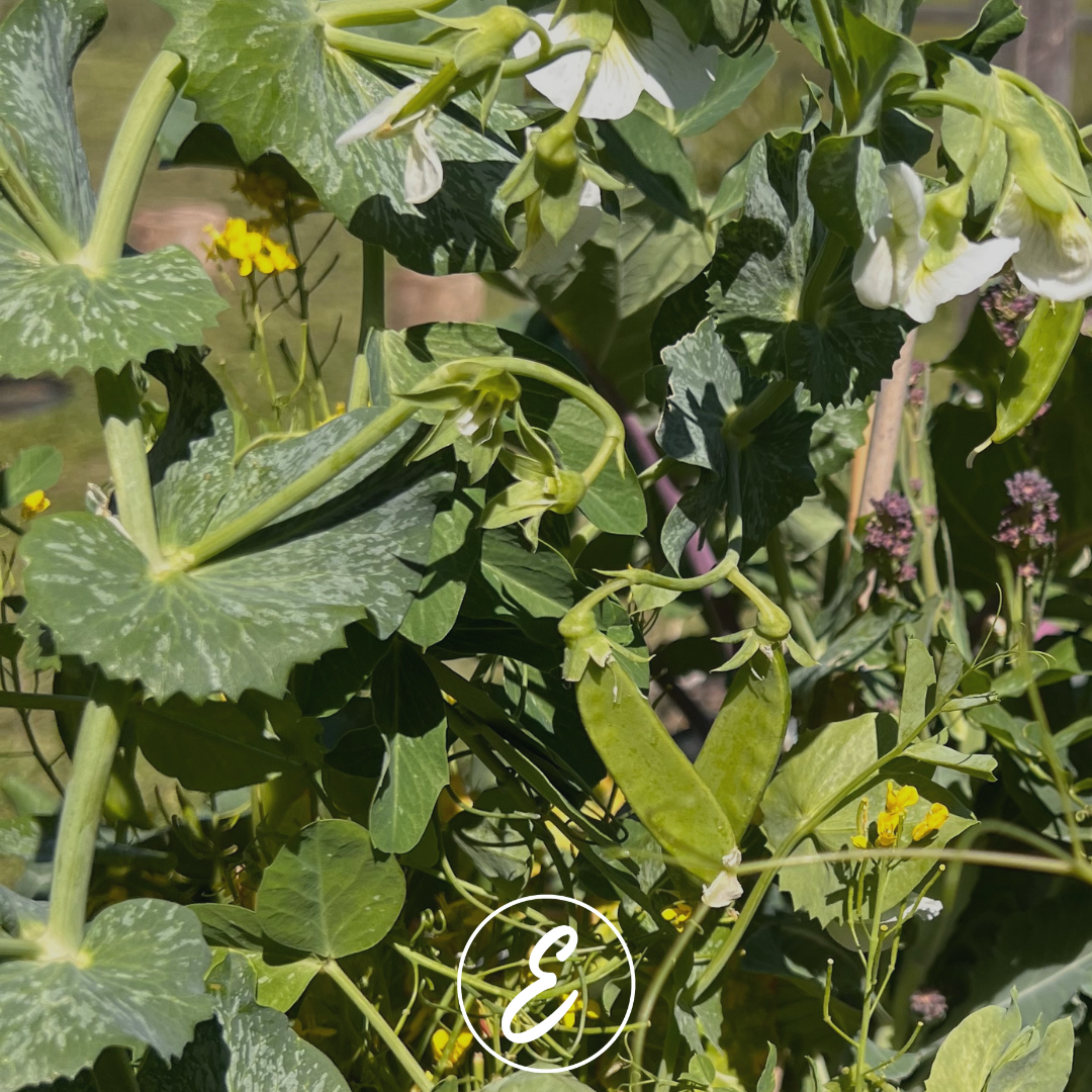 Growing Peas and Beans in the Frost-Prone Southern Highlands, NSW