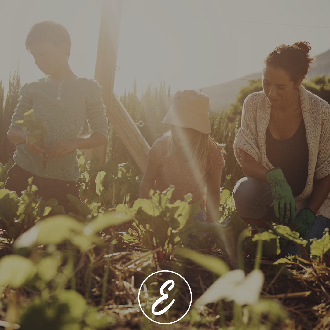 Growing Summer Foods to Feed a Family of Four