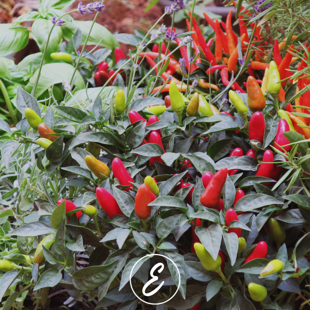 How to Grow Your Own Vegetables at Home - At Home with Mrs E