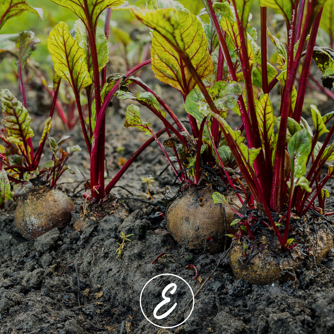 Autumn in the Kitchen Garden: What to Plant, What’s Thriving & What to Cook