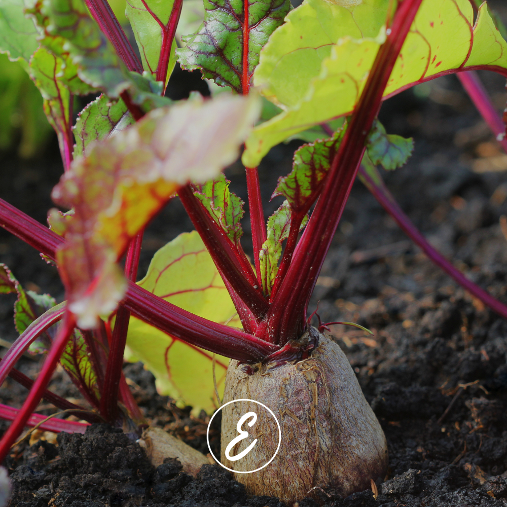 🍂 What to Plant This Autumn in Your Kitchen Garden