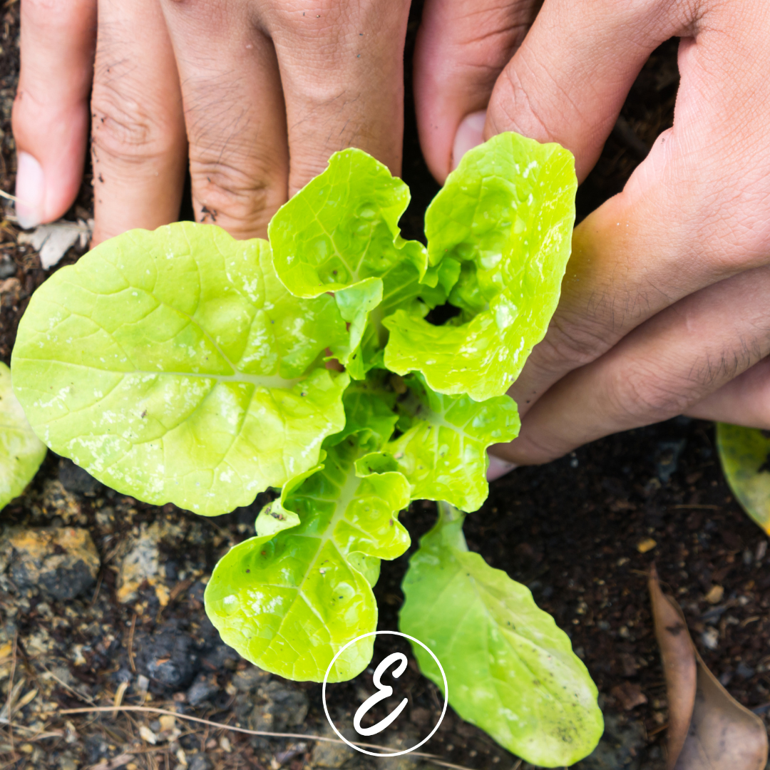 Why Knowing Your Growing Zone Matters in the Kitchen Garden