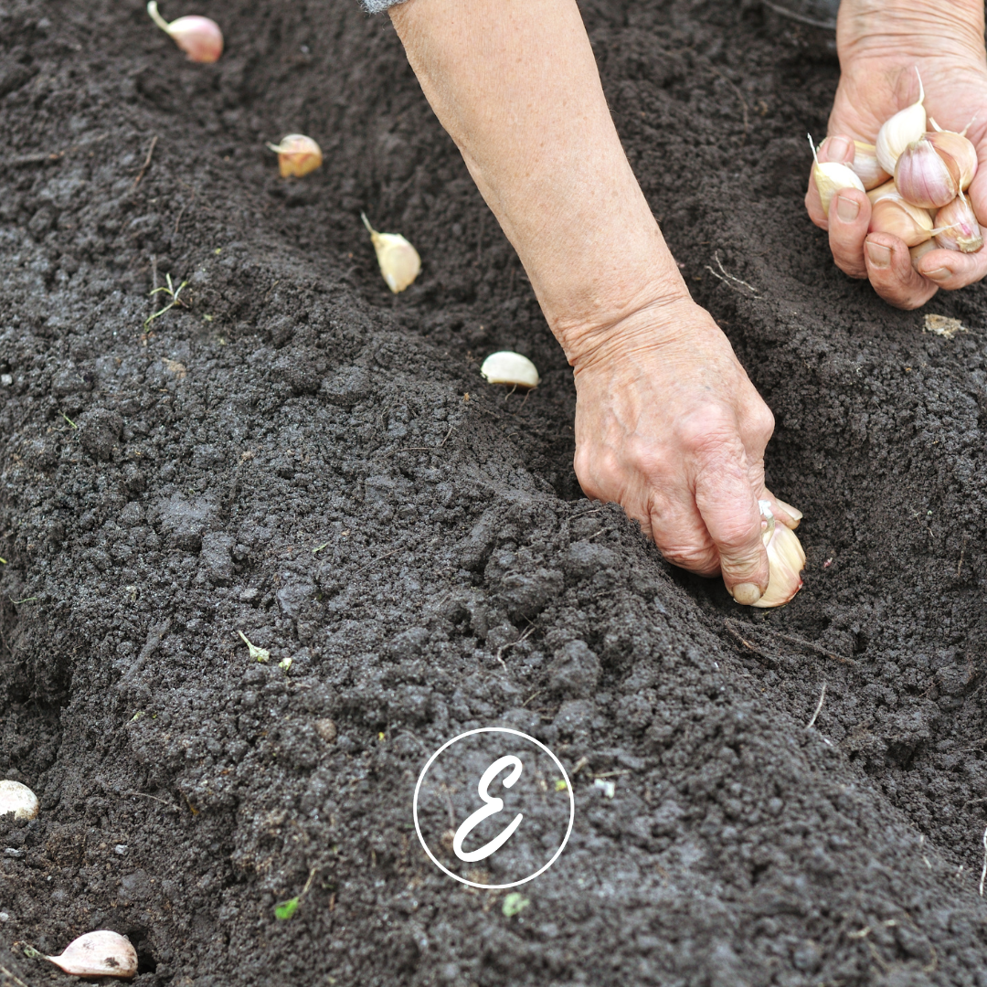 What to Do in the Garden This April – Mrs E’s Monthly Garden Guide