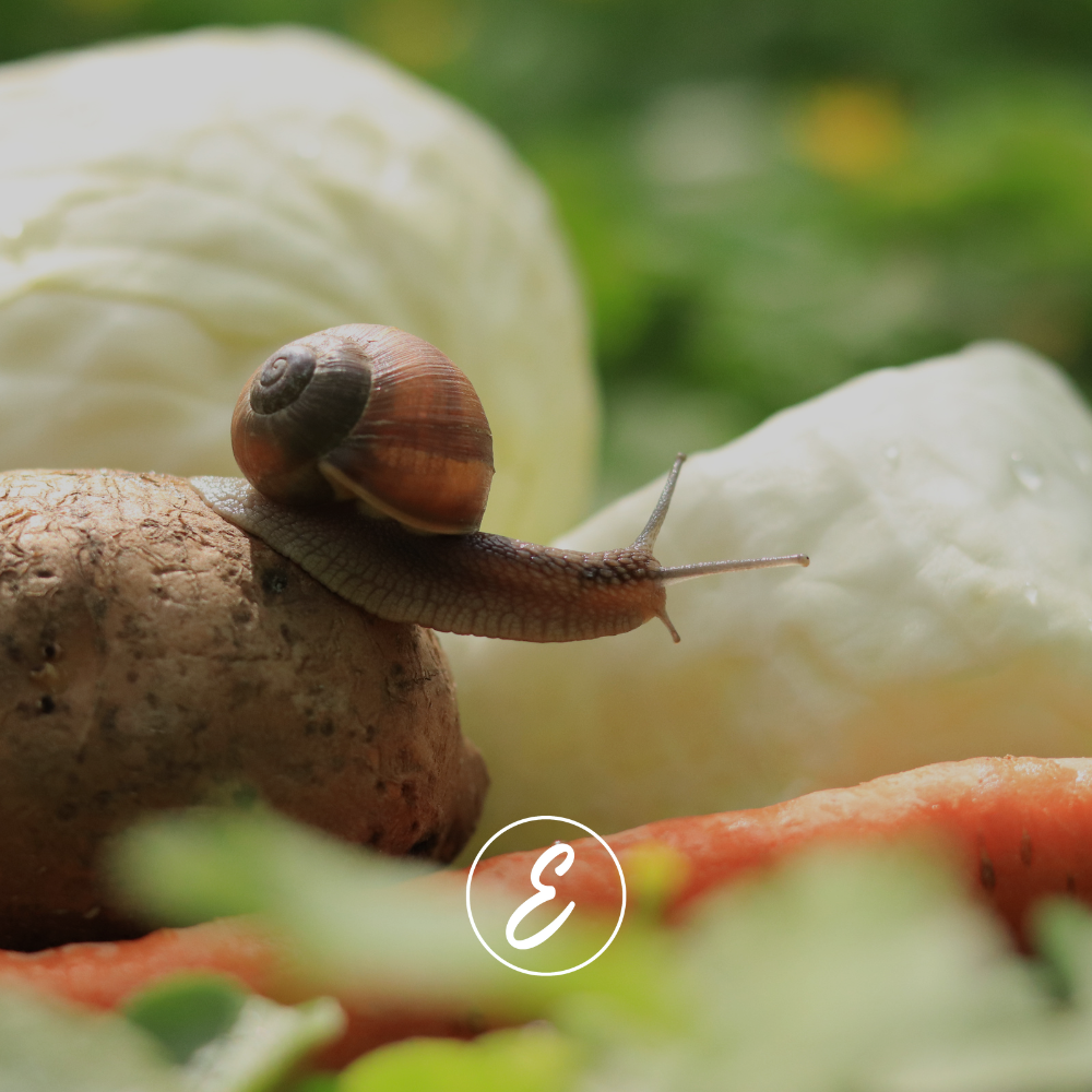 How to Control Pests in the Garden (No, Not Your Toddler This Time)