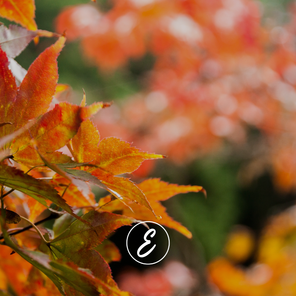 What to Do in the Garden This May – Mrs E’s Monthly Garden Guide
