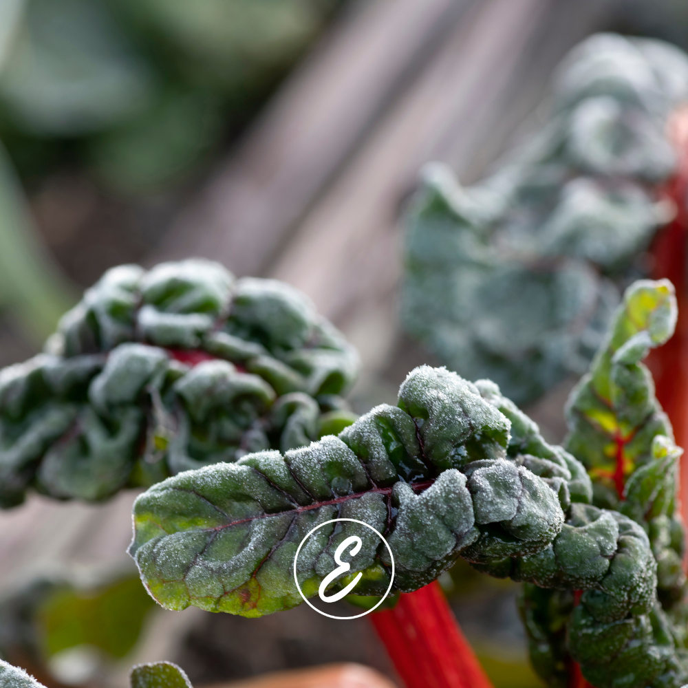 Winter Prep – What to Plant and What to Protect
