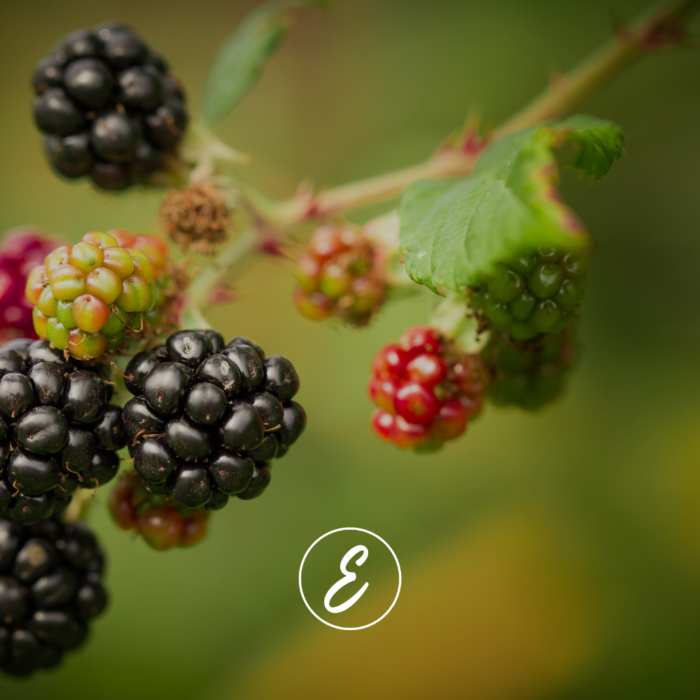 Time to Prune and Prepare Your Berry Patch