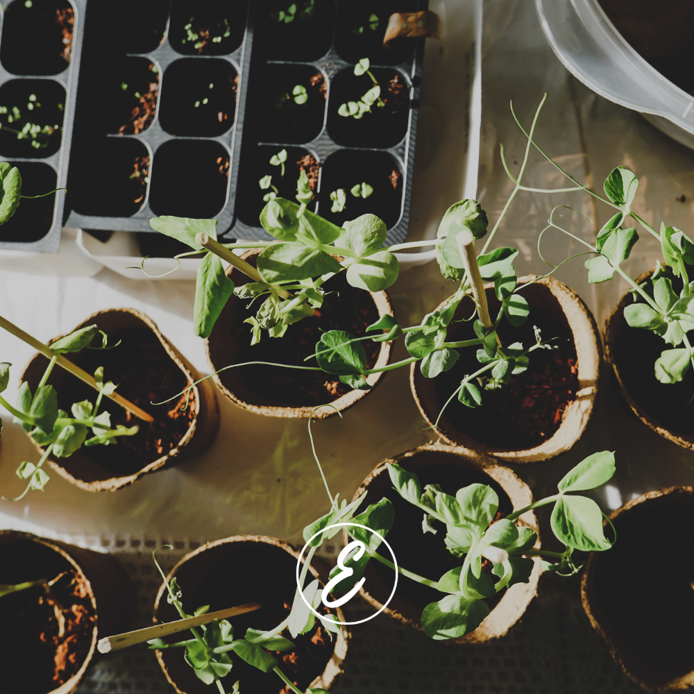 A Realistic Kitchen Garden Plan: What to Plant, When to Start, and What Actually Works