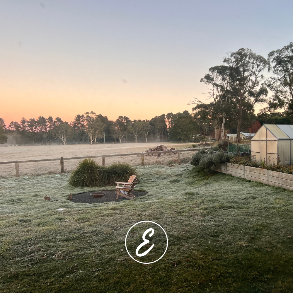 What’s Really Happening in My Southern Highlands Winter Garden (Late July)
